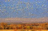 Sky Full Of Snow Geese_73231